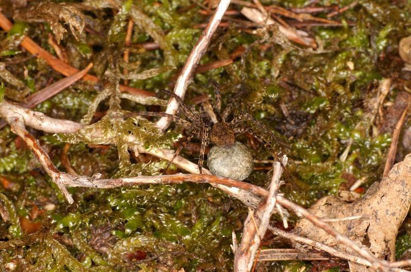 Pardosa_lugubris_D6087_Z_85_Les Gris_Frankrijk.jpg